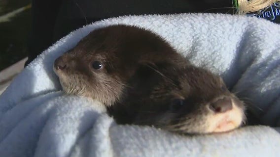 Baby otters at Wildlife World Zoo