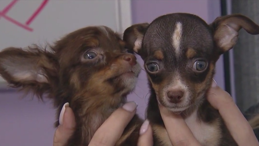 30 dogs ready for adoption after being rescued from deplorable conditions in NW Indiana