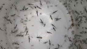 Concerns around Chikungunya virus outbreak