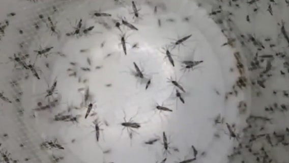 Concerns around Chikungunya virus outbreak