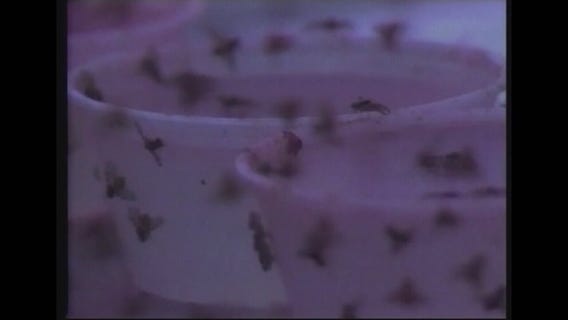 Mexican fruit fly quarantine in portion of Los Angeles County