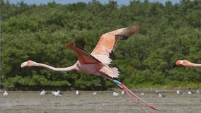 More flamingos spotted across Florida
