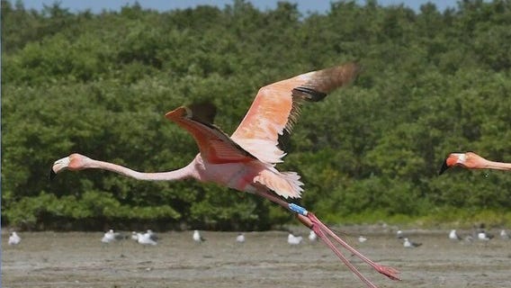 More flamingos spotted across Florida