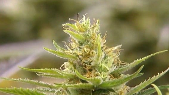 Marijuana may move to lower-risk schedule III