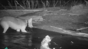 Minnesota wolves spotted catching fish