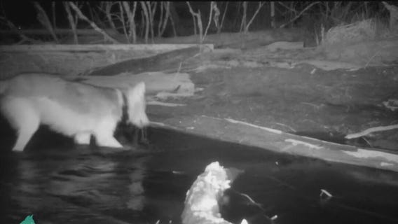 Minnesota wolves spotted catching fish