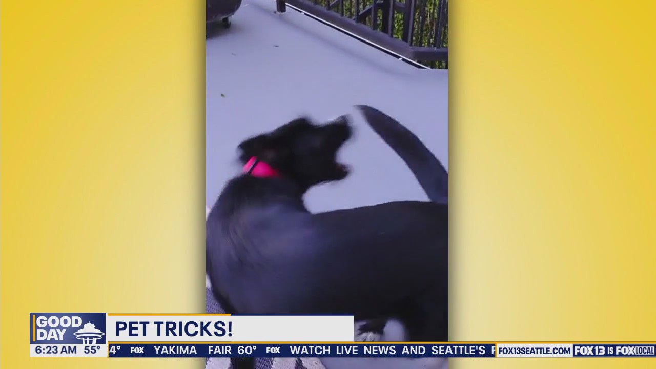 Pet Tricks for Monday, July 28