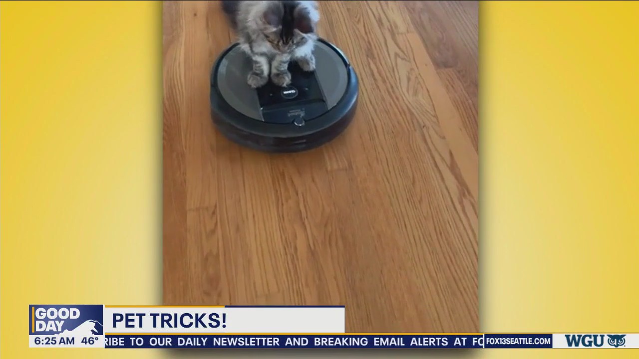 Pet Tricks for Friday, April 19