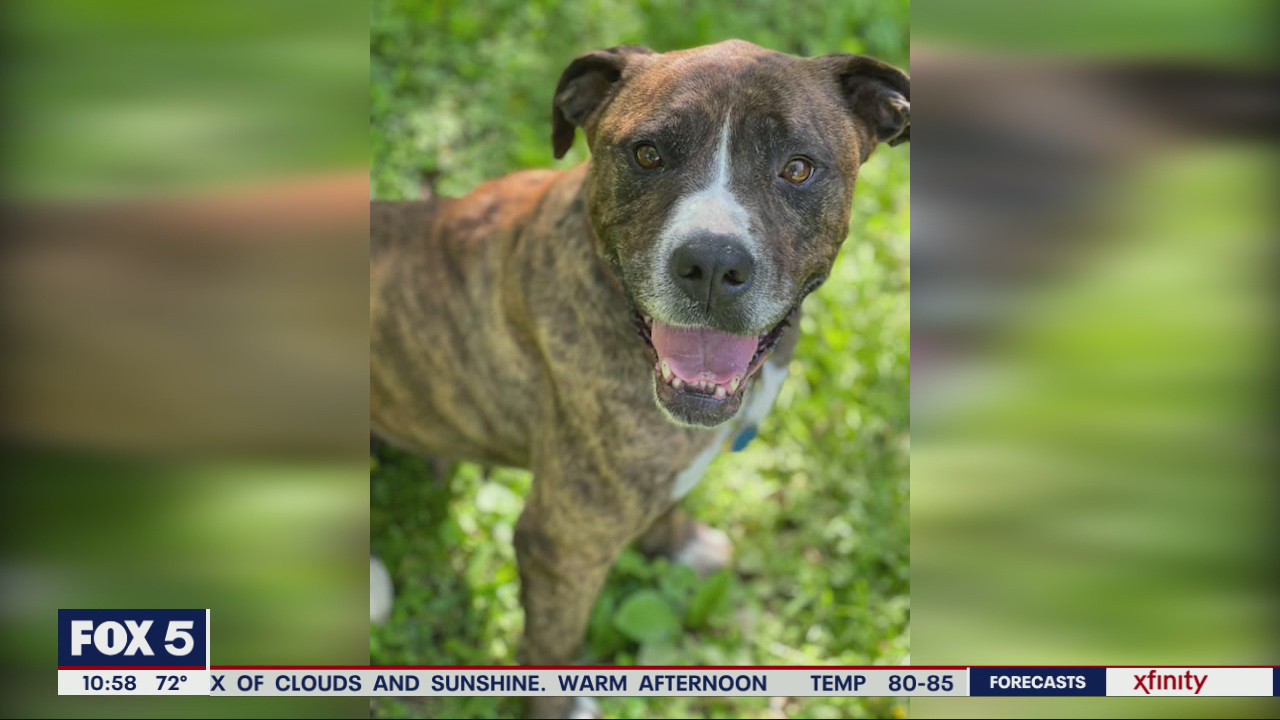 Pet of the Day with the Atlanta Human Society
