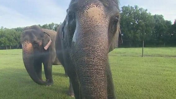 You can feed elephants at Two Tails Ranch in Florida