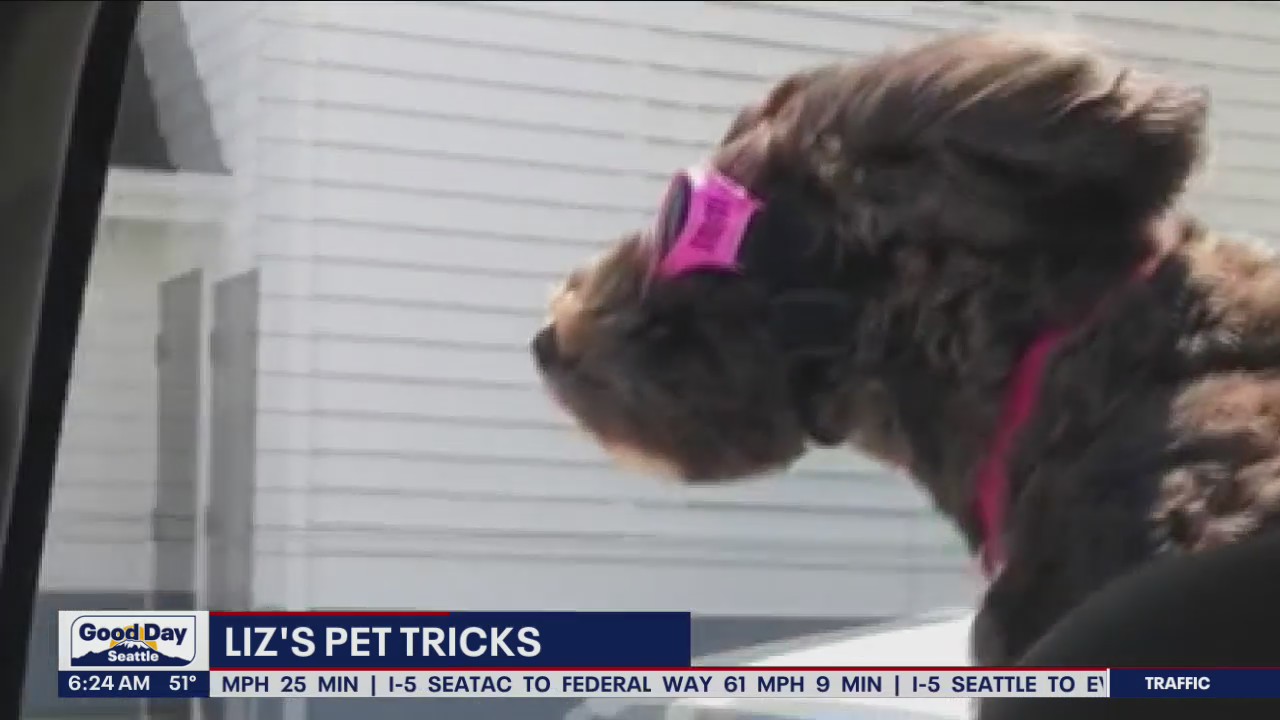 Liz's Pet Tricks for Monday, September 19