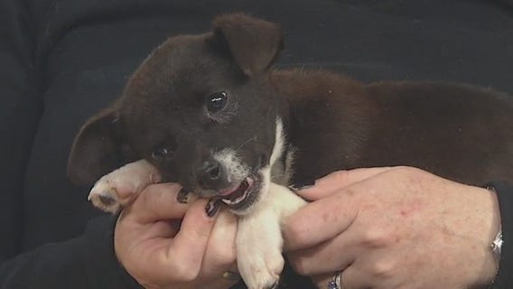 Pet of the Week: Woody