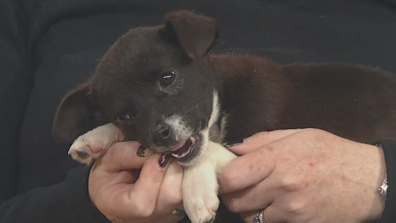 Pet of the Week: Woody