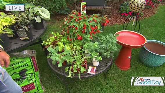 Tips for landscaping in the shade