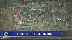 Three dogs killed in early-morning fire