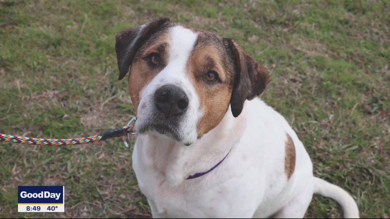 Dog of the Day: Hank