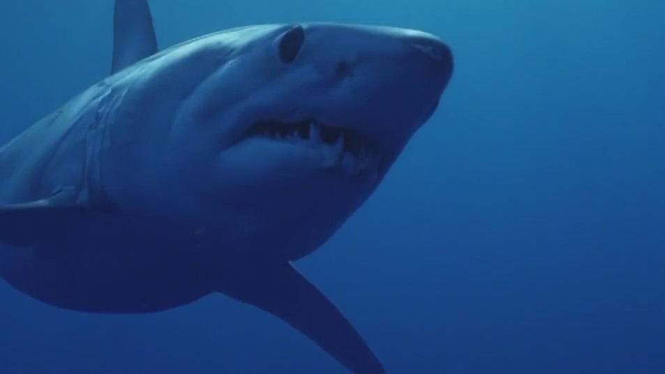 'Shark Week' is back