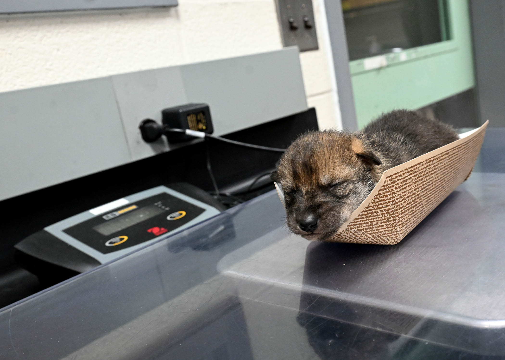 Mexican pups born at Brookfield Zoo Chicago