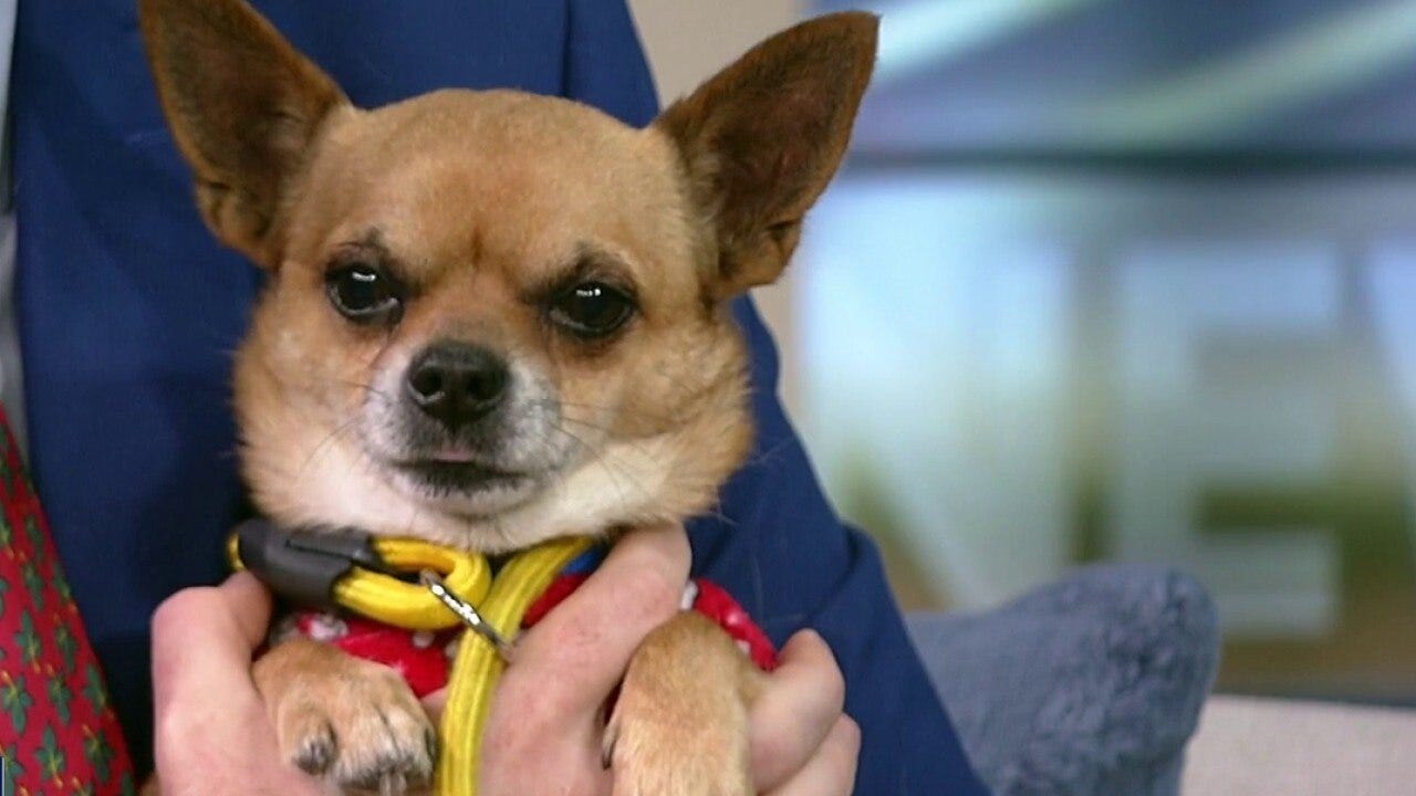 Pet of the Week: Meet Taco