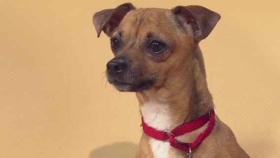 Pet of the Week: Joel from PAWS