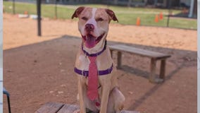 Pet of the Weekend: Will