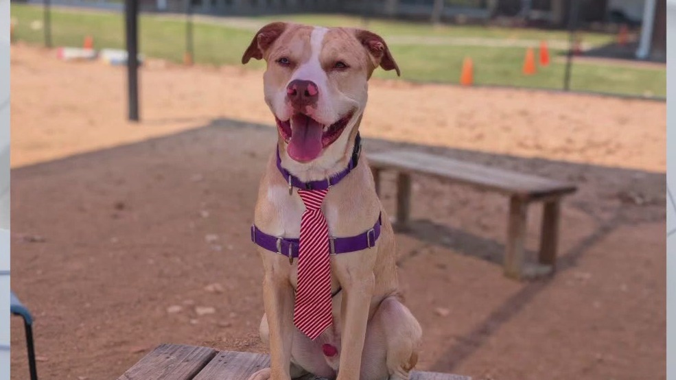 Pet of the Weekend: Will