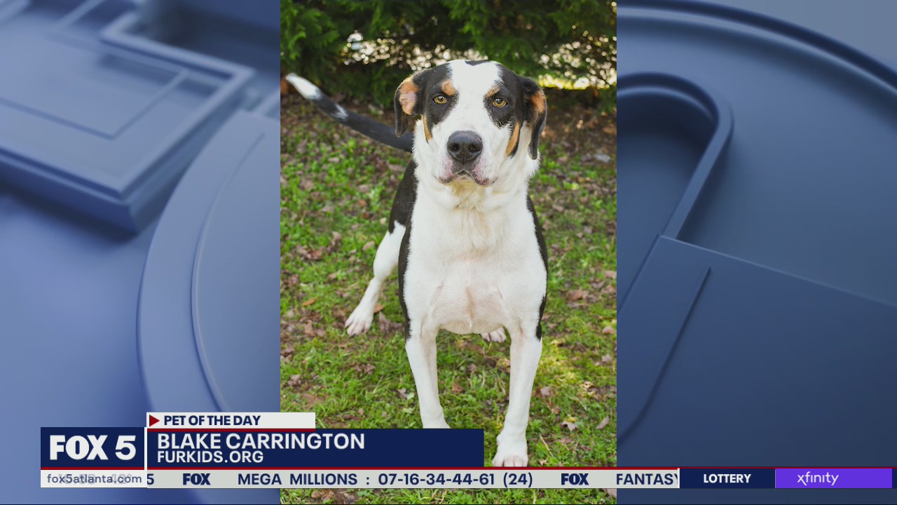 Pet of the Day from FurKids