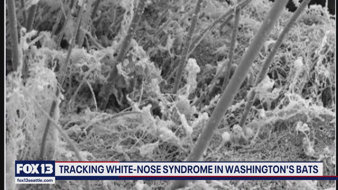 Wildlife officials warn of devastating bat disease found on San Juan Island