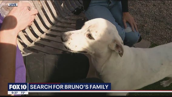 Lost dog in Maricopa County shelter needs help finding family