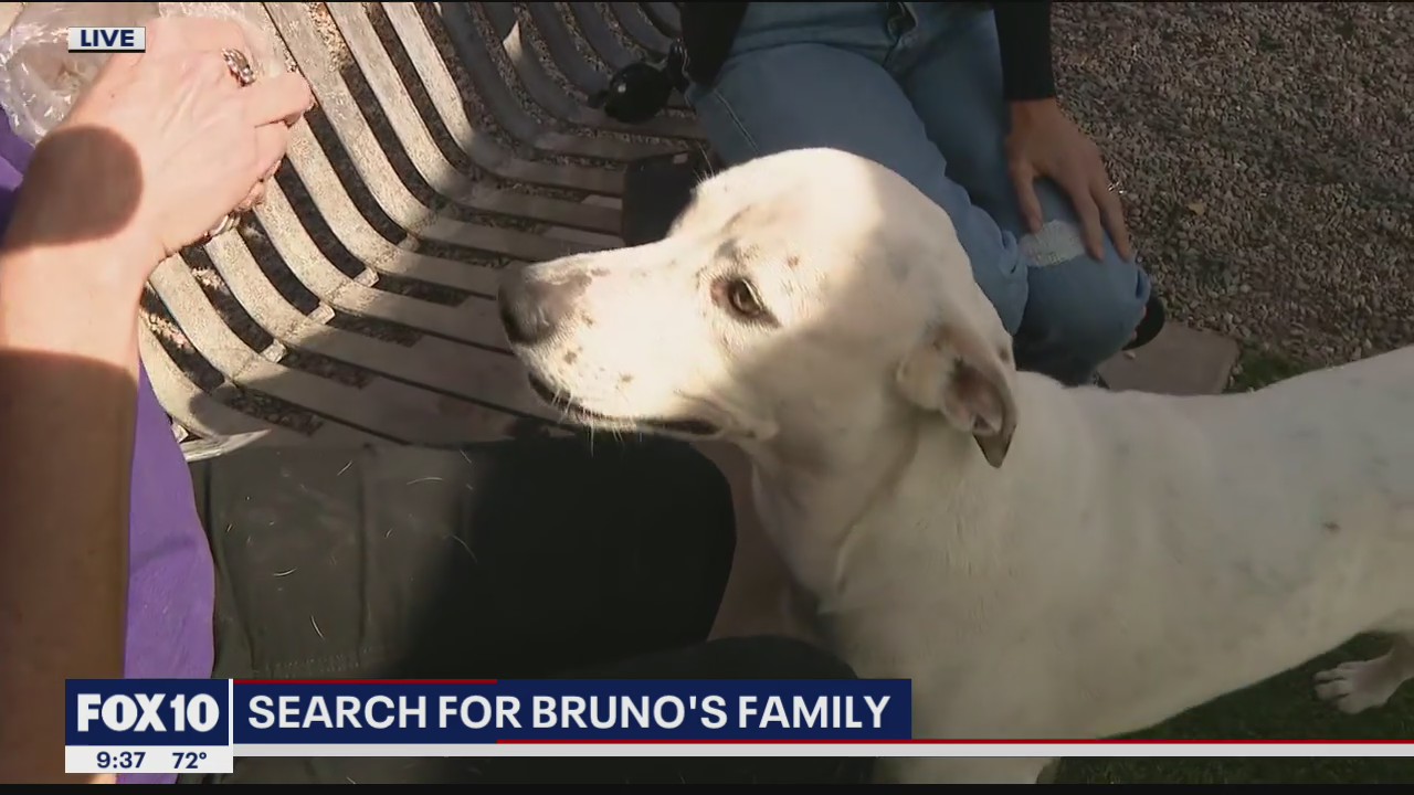 Lost dog in Maricopa County shelter needs help finding family
