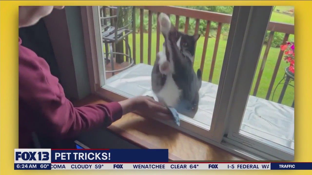 Pet Tricks for Thursday, August 10