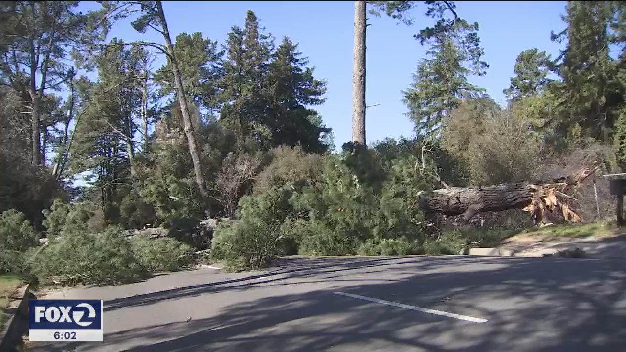 Strong winds down countless trees around the Bay Area, bringing down power lines and knocking out power