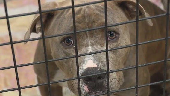 Scammers impersonating Detroit Animal Control targeting people who have lost pets