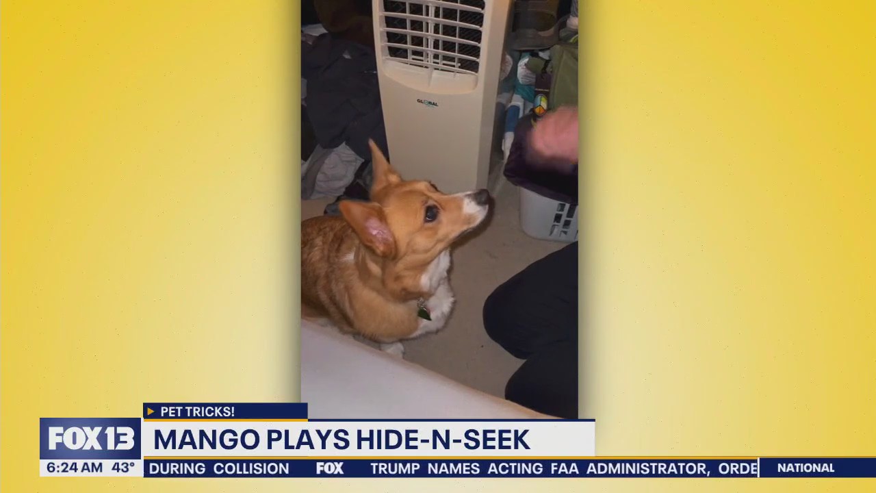 Pet Tricks for Friday, Jan. 31