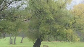 El Ni�o winter allergy season impact