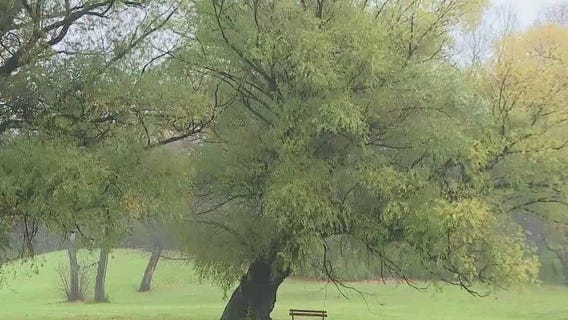 El Ni�o winter allergy season impact