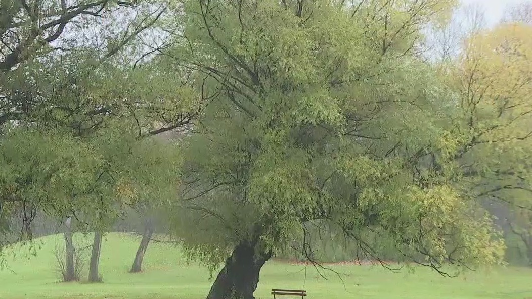 El Ni�o winter allergy season impact