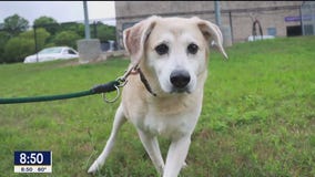 Pet of the day: Alba