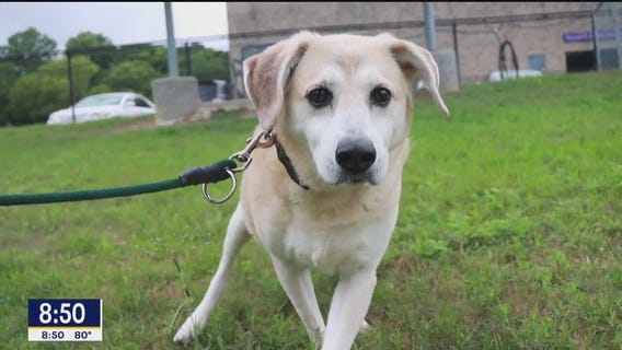 Pet of the day: Alba