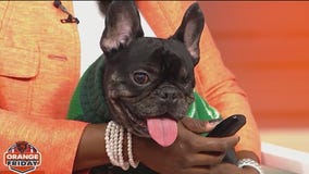 Chicago French Bulldog Rescue hosts Ugly Sweater Party at Rizzo's