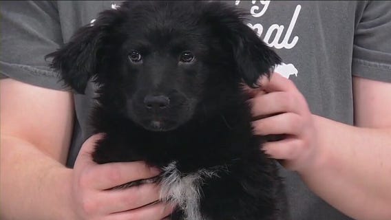 Meet Kirby: Our Pet of the Day