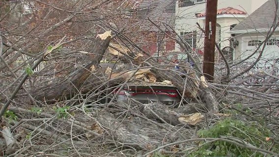 Fallen tree crushes car, downs power lines in Studio City.