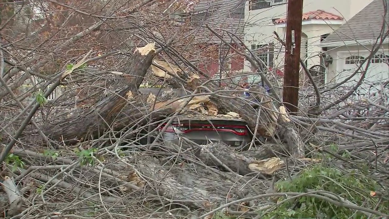 Fallen tree crushes car, downs power lines in Studio City.