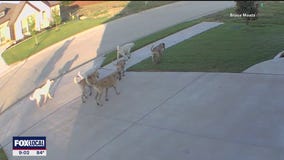 Godley residents fear growing pack of roaming dogs