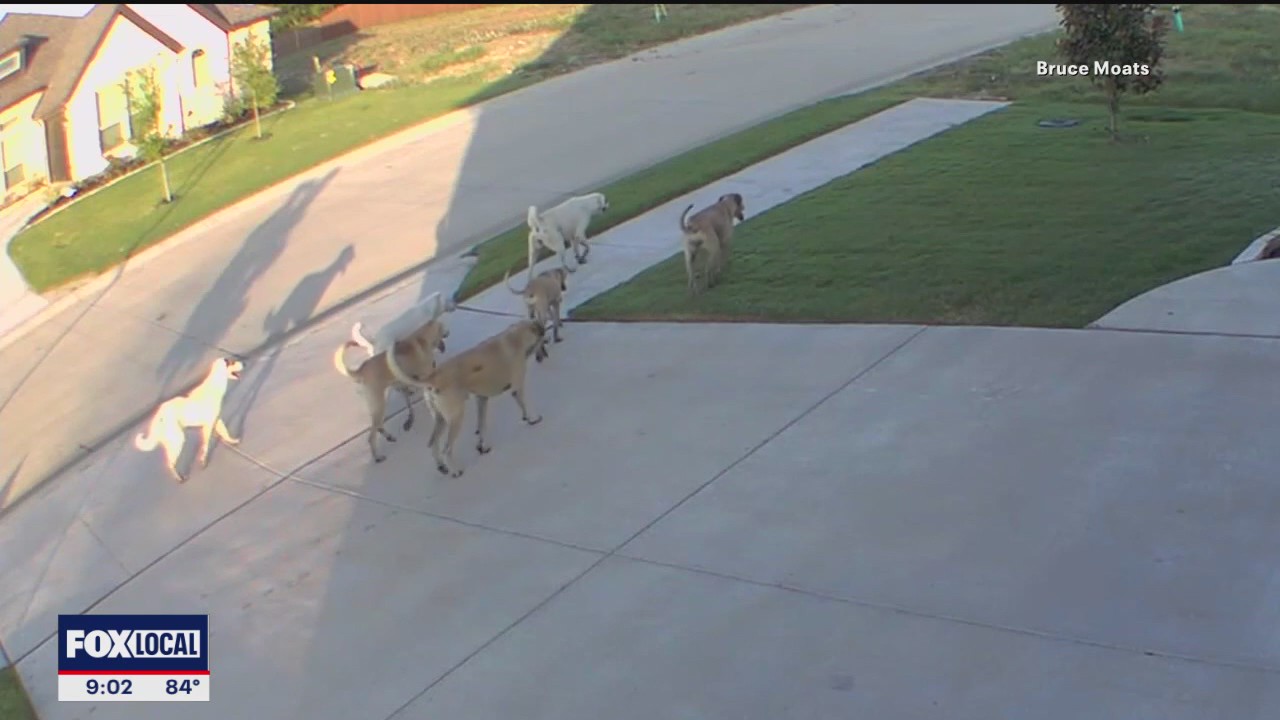 Godley residents fear growing pack of roaming dogs