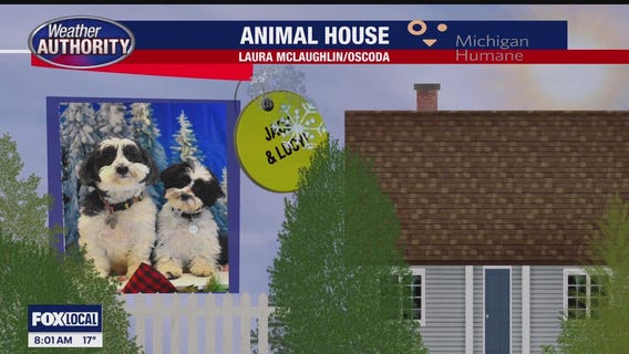 Welcome Jack, Lucy, Brutus & Waylon