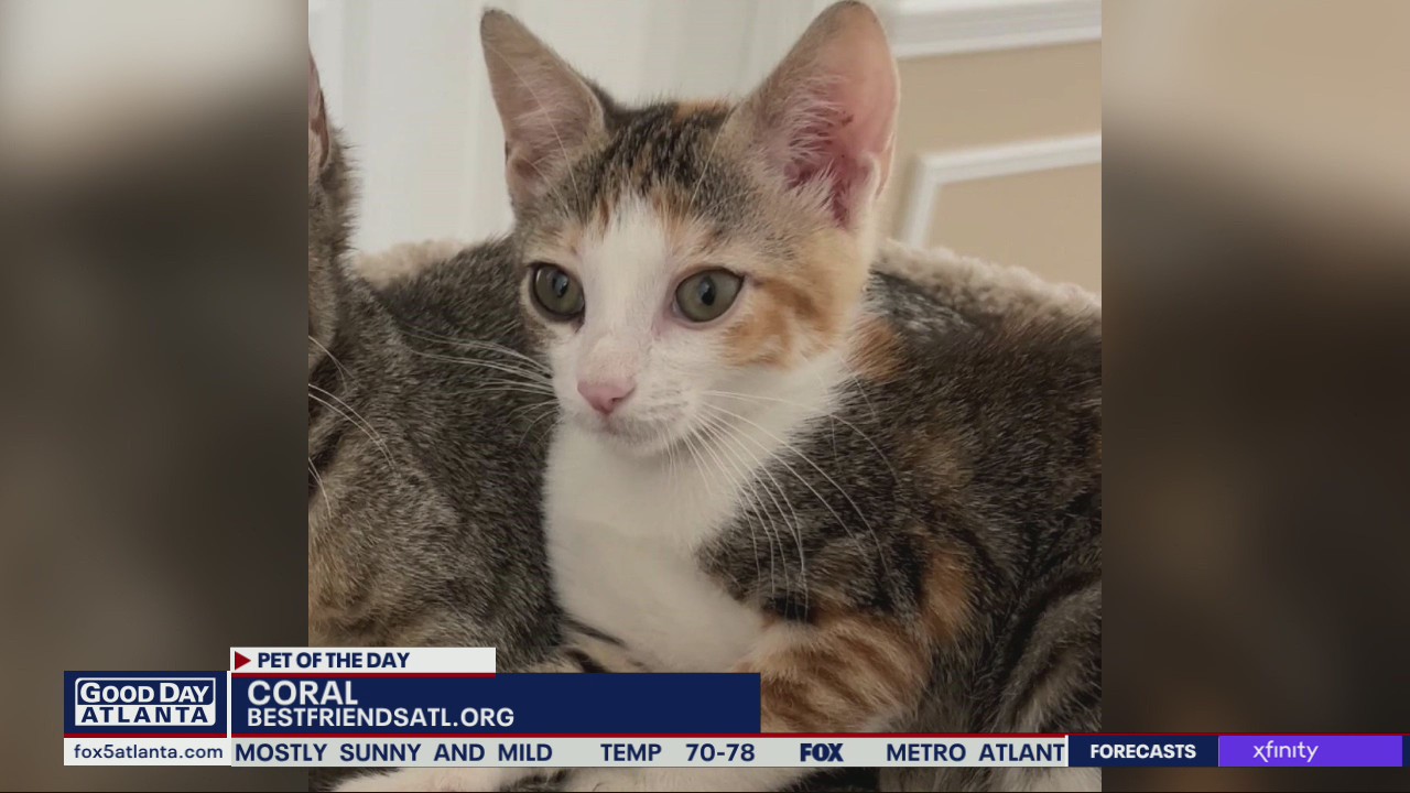 Pet of the Day from Best Friends ATL