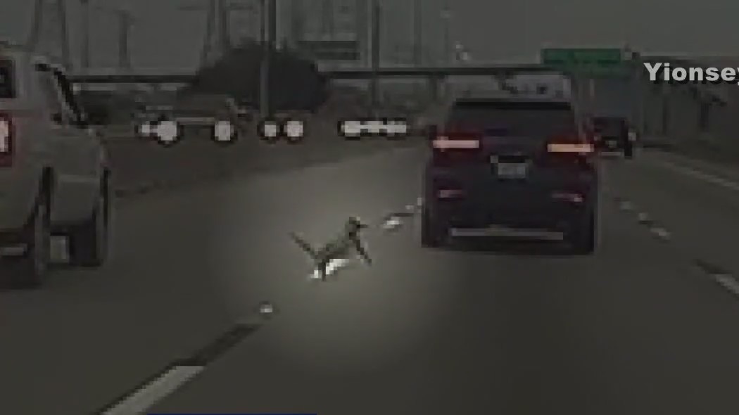 Dashcam video captures cat being thrown out of moving vehicle | FOX 26 ...