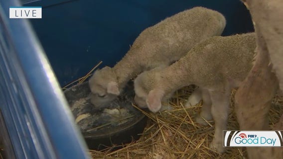 Vet talks baby animals at fair's Miracle of Birth Center