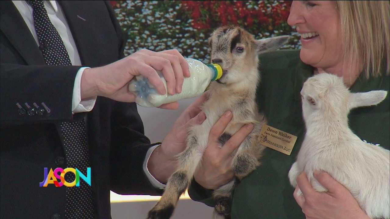 Jason feeds baby goat Hank Williams Jr.
